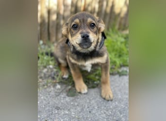 PETER - kleiner Herzensbrecher