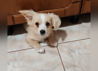 ZIZIE - liebevolles Hundekind