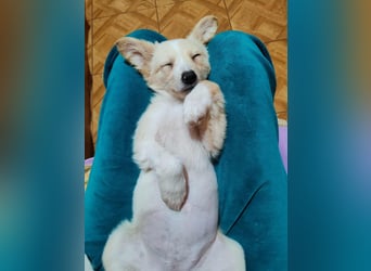 MAGGIE - kleine Hundedame