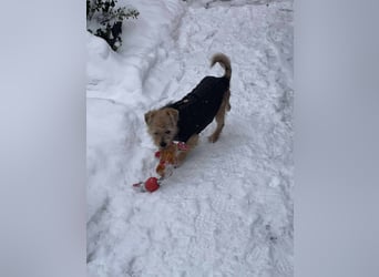 PIP - liebevolle Hundedame