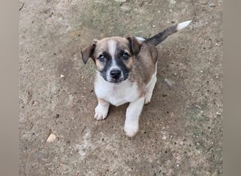 ZERINE - kleine Frohnatur *reserviert*