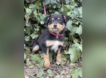 POLLY - kleine Herzensdame