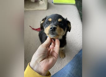 POLLY - kleine Herzensdame