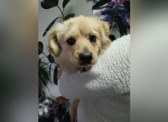 MICKY - sanfter Engel sucht seine Menschen