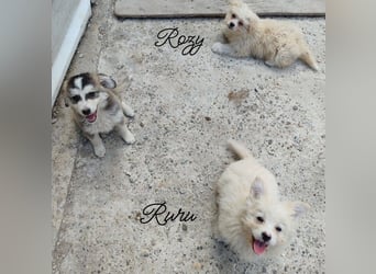 ROZY - kleine Schönheit