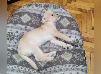 PIXEL - Traumzuhause gesucht