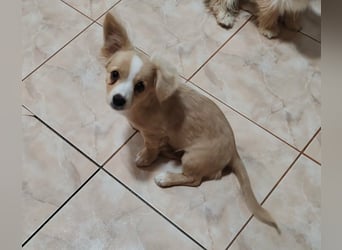 ZIZIE - liebevolles Hundekind
