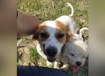 ILA - sanfte Seele sucht ihre Menschen