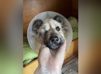 LUPIN - einäugiger Schatz sucht seine Menschen