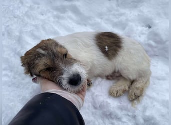 BRODIE - ist bereit für Abenteuer