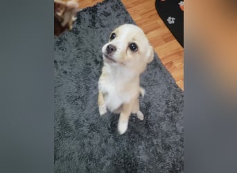 FIFI - kleine Zaubermaus