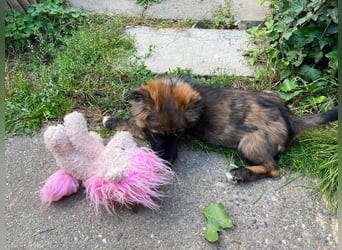 COOPER - verspielter Schatz