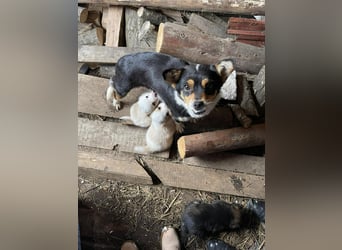 PETER - kleiner Herzensbrecher