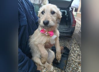 KARMA - kleines fröhliches Mädchen