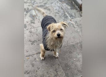 PIP - liebevolle Hundedame