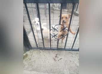 TOTO - kleine Frohnatur