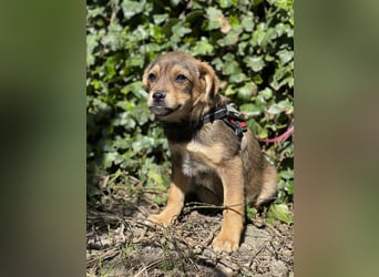 PETER - kleiner Herzensbrecher