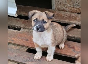 ZAKY - süßer Hundebub