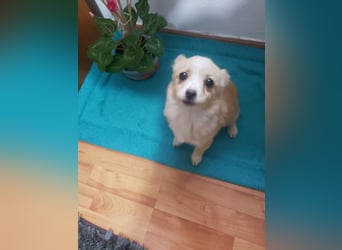 FIFI - kleine Zaubermaus