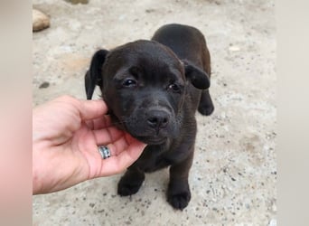 LILLA - schwarze Schönheit