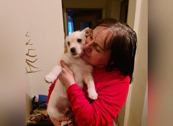 LUIS - kleiner Hundebub