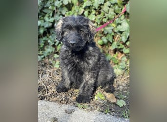 JAKE - süßer Zottel sucht seine Menschen *reserviert*