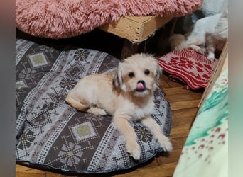 PIXEL - Traumzuhause gesucht