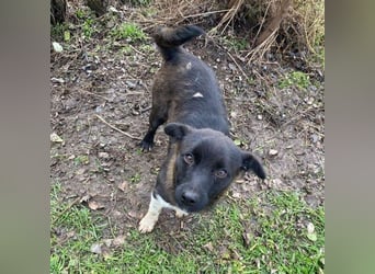 BONO - sucht sein Für-immer-Zuhause