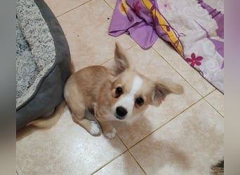 ZIZIE - liebevolles Hundekind