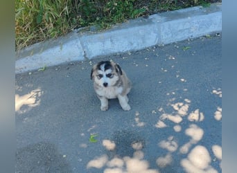 OTTIS - liebevoller Hundebub