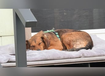 Kleine Sissy wartet in 94107 Untergriesbach