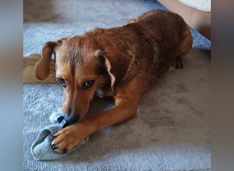 Kleine Sissy wartet in 94107 Untergriesbach