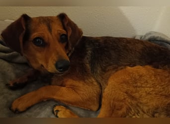 Kleine Sissy wartet in 94107 Untergriesbach