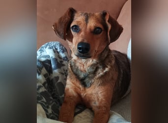 Kleine Sissy wartet in 94107 Untergriesbach