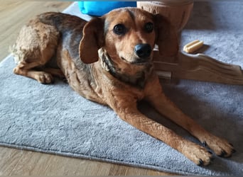 Kleine Sissy wartet in 94107 Untergriesbach