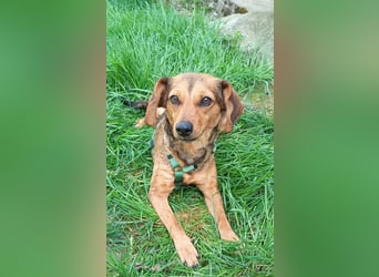 Kleine Sissy wartet in 94107 Untergriesbach