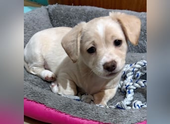 Joris, geb. ca. 10/2025, lebt in GRIECHENLAND, auf einer privaten Pflegestelle