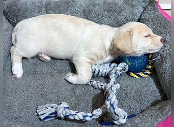 Joris, geb. ca. 10/2025, lebt in GRIECHENLAND, auf einer privaten Pflegestelle