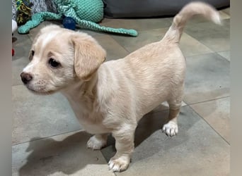 Joris, geb. ca. 10/2025, lebt in GRIECHENLAND, auf einer privaten Pflegestelle