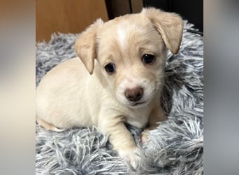 Joris, geb. ca. 10/2025, lebt in GRIECHENLAND, auf einer privaten Pflegestelle