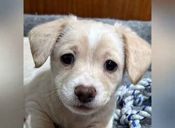 Joris, geb. ca. 10/2025, lebt in GRIECHENLAND, auf einer privaten Pflegestelle