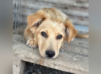 Nudel, geb. ca. 03/2026, lebt in GRIECHENLAND, im städt. Tierheim Serres