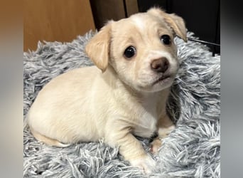 Joris, geb. ca. 10/2025, lebt in GRIECHENLAND, auf einer privaten Pflegestelle