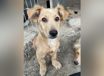 Nudel, geb. ca. 03/2026, lebt in GRIECHENLAND, im städt. Tierheim Serres