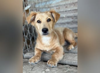 Nudel, geb. ca. 03/2026, lebt in GRIECHENLAND, im städt. Tierheim Serres