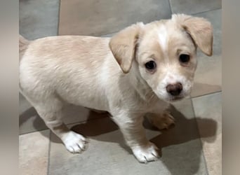 Joris, geb. ca. 10/2025, lebt in GRIECHENLAND, auf einer privaten Pflegestelle