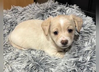 Joris, geb. ca. 10/2025, lebt in GRIECHENLAND, auf einer privaten Pflegestelle