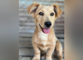 Nudel, geb. ca. 03/2026, lebt in GRIECHENLAND, im städt. Tierheim Serres