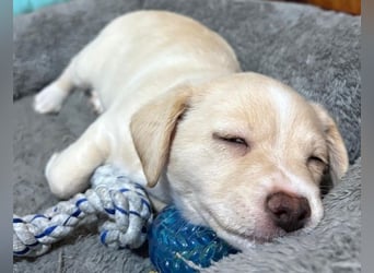 Joris, geb. ca. 10/2025, lebt in GRIECHENLAND, auf einer privaten Pflegestelle