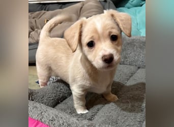 Joris, geb. ca. 10/2025, lebt in GRIECHENLAND, auf einer privaten Pflegestelle